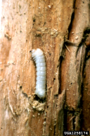 Urocerus gigas