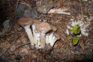 Armillaria ostoyae