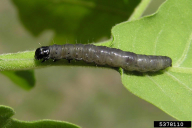 Tortrix viridana