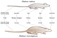 Rattus rattus