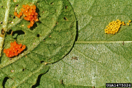 Adalia bipunctata
