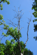 Chalara fraxinea