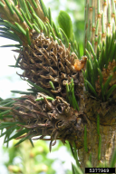 Sacchiphantes viridis