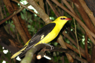 Oriolus oriolus