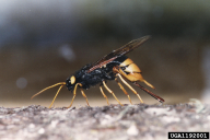 Urocerus gigas