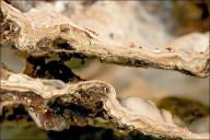 Haematostereum rugosum