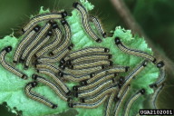 Malacosoma neustria