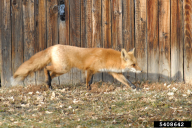 Vulpes vulpes