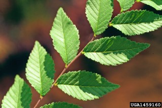 Ulmus pumila
