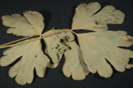 Aecidium aquilegiae