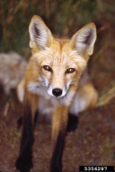 Vulpes vulpes