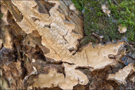 Haematostereum rugosum