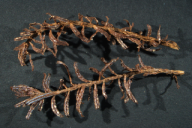 Aecidium elatinum