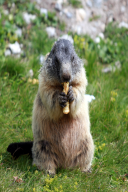 Marmota marmota