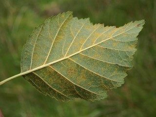 Melampsoridium hiratsukanum