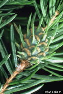 Adelges abietis