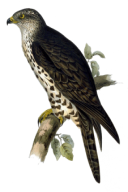 Pernis apivorus