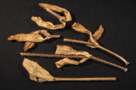 Melampsora cerastii