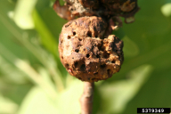Biorhiza pallida