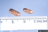 Neodiprion sertifer