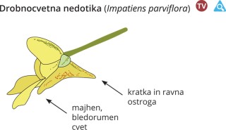Impatiens parviflora