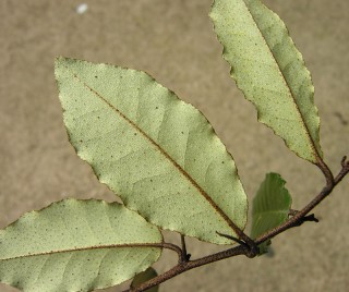 Elaeagnus pungens