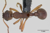Myrmica ruginodis