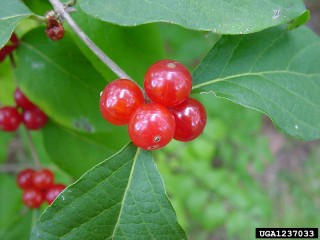 Lonicera maackii