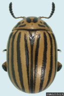 Leptinotarsa decemlineata