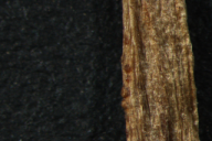 Aecidium ficariae