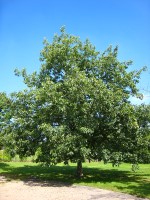 Quercus rubra