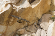 Falco peregrinus