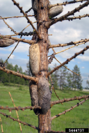 Dendrolimus sibiricus