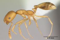 Monomorium pharaonis