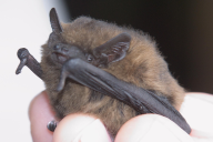Pipistrellus pipistrellus