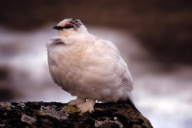 Lagopus mutus