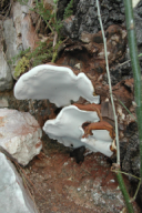Ganoderma lipsiense