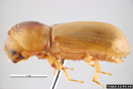 Xyloterus lineatus