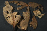 Aecidium erythronii