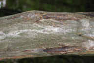 Botryosphaeria dothidea