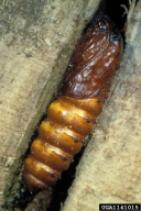 Cossus cossus