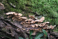 Stereum hirsutum