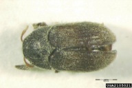 Phloeotribus scarabaeoides