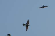 Merops apiaster