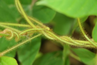 Pueraria montana var. lobata