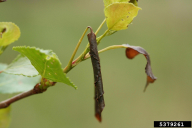 Byctiscus