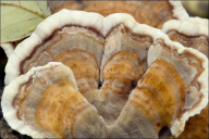 Trametes versicolor
