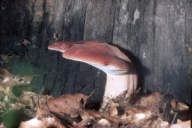 Fistulina hepatica