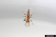 Chrysoperla carnea