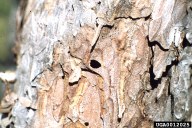 Melanophila cyanea